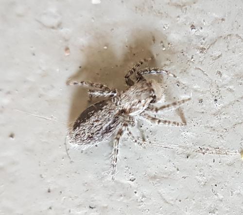 Réf. 225 122 : Menemerus taeniatus